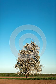 Landscape. Lonely blossoming pear tree against the blue sky. Spring Summer