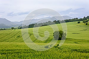 Landscape with a lonely green tree in a green field