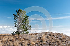 Landscape with lonely pine tree on Babuhan Yaila natural reserve