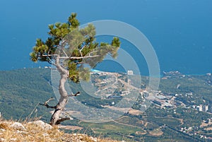 Landscape with lonely pine-tree growing on the edge of precipice