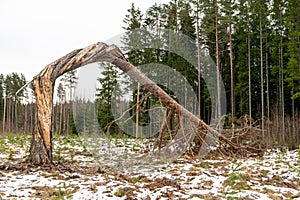 landscape with a lonely pine tree in the middle of a clearing, a broken tree, a tree trunk