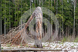 landscape with a lonely pine tree in the middle of a clearing, a broken tree, a tree trunk