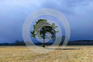 Landscape with a lonely pine tree in the middle of the field, the sky before the storm