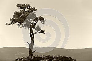 Landscape with lonely pine tree and mountain in sepia tone