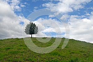 Landscape with lonely tree