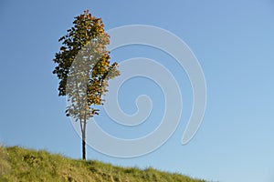 Landscape of lonely tree in autumn colors on a grass hill with bright blue sky