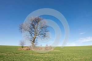Landscape with a lonely tree with blue sky and green grass