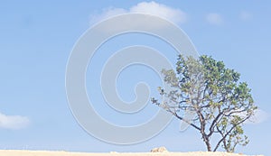 Landscape with a lonely tree in a field under clear blue sky