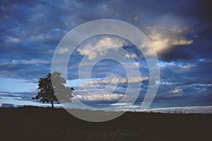 Landscape with a lonely tree and a low cloudy sky