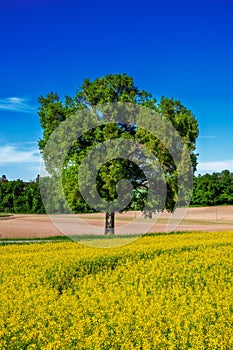 Lonely tree at a rape filed