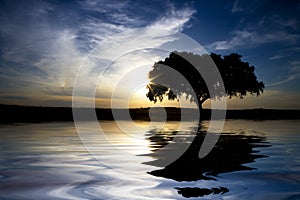 Landscape with lonely tree with water reflexion