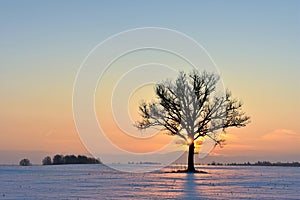 Landscape with a lonely tree in a winter field.