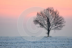Landscape with a lonely tree in a winter field.