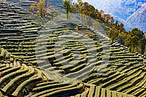 Landscape of Longjing