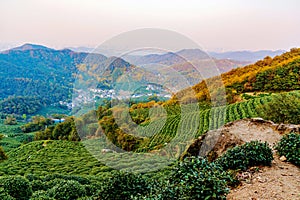 Landscape of Longjing tea fields