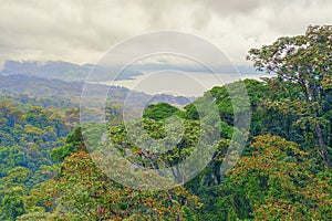 Landscape looking across the rain forest canopy with a lake in the distance