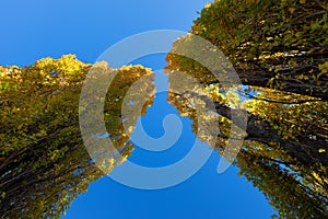 Landscape of looking up at the tops of poplar trees in autumn with blue sky and clouds