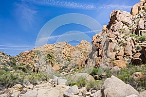 Landscape in the Lost Palms Oasis canyon, a popular hiking spot, Joshua Tree National Park, California