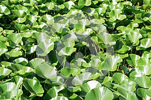 landscape: lotus leaves completely cover the surface of the water photo