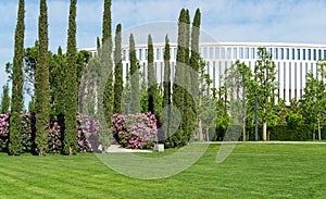 Landscape with Ð°lowering Rhododendron `Roseum Elegans` hybrid catawbiense. Pink purple azalea flowers blossom