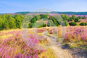 Landscape Lueneburg Heath in autumn