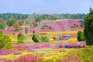 Landscape Lueneburg Heath in autumn