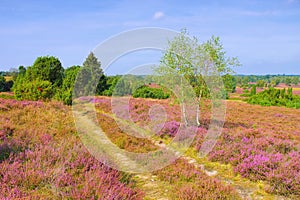 Landscape Lueneburg Heath in autumn