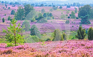 Landscape Lueneburg Heath in autumn near Wilsede