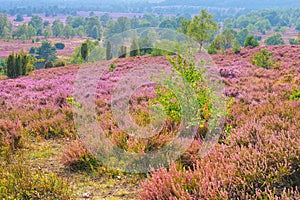 Landscape Lueneburg Heath in autumn near Wilsede