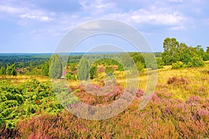 Landscape Lueneburg Heath in autumn near Wilsede