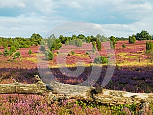 Landscape at Lueneburg Heath with tree trunk in the foreground, Lower Saxony, Germany