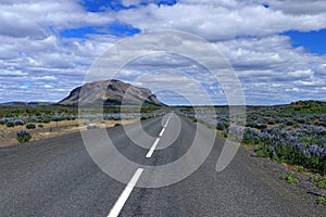 Landscape with Lupines Blooming along Empty Road of Route 26 with Burfell Volcano in Western Iceland