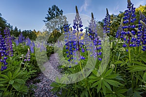 Landscape with lupines on foreground