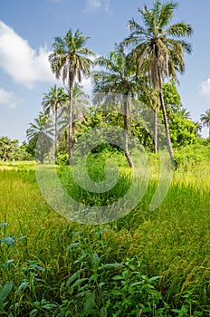 Landscape with lush green grass and high palms in the interior of The Gamiba, West Africa