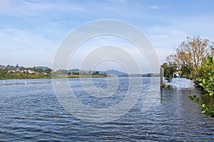 Landscape of Maas river with swimming swans