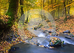 Landscape magic river in autumn forest.