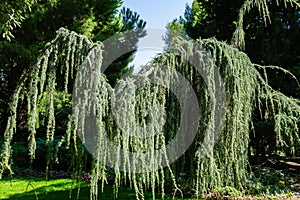 Landscape with majestic Weeping Blue Atlas cedar Cedrus atlantica Glauca Pendula in park Aivazovsky