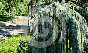 Landscape with majestic Weeping Blue Atlas cedar Cedrus atlantica Glauca Pendula in park Aivazovsky Partenit