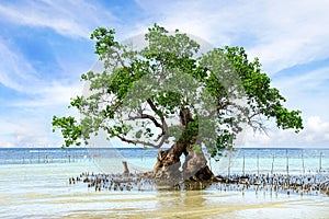 Mangrove tree. Siquijor island, Philippines photo