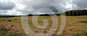 Landscape with many hay rolls on rural filed in the cloudy weather on last summer days