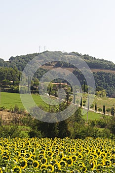 Landscape in Maremma (Tuscany)