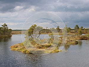 Landscape of Marimetsa bog