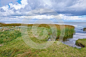 Landscape of marsh lake with reeds against a cloudy horizon. Green field of wild grass by the seaside with a blue sky in