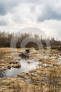 Landscape of marshland with a leaf bare tree silhouetted against a cloudy blue sky. Dead marsh grasses, water with reflection &