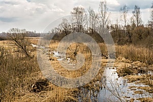 Landscape of marshland with a leaf bare tree silhouetted against a cloudy blue sky. Dead marsh grasses, water with reflection &