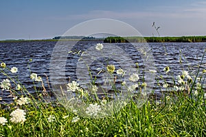 landscape marshlands Queen Ann's lace