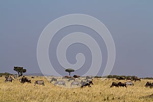 Masai mara landscape