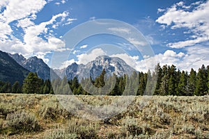 Landscape of a meadow and evergreen forest with Mount Moran rising in the distance