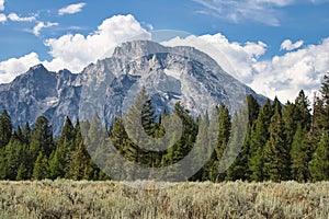 Landscape of a meadow and evergreen forest with Mount Moran rising in the distance