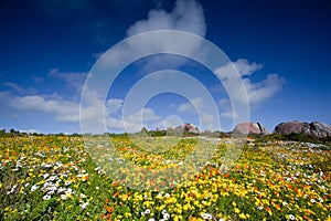 Landscape of meadow with flowers